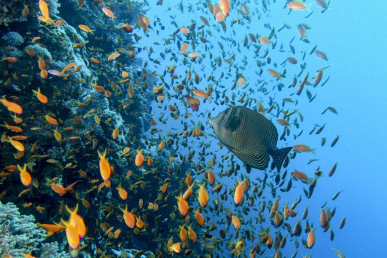 Hurghada: Intro Diving & Snorkeling Tour with Lunch & Drinks Hurghada: Introduction dive & Snorkeling Cruise with Lunch