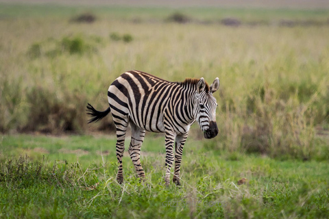 2-Day Tsavo East Safari with Meals and Hotel, Open roof jeep