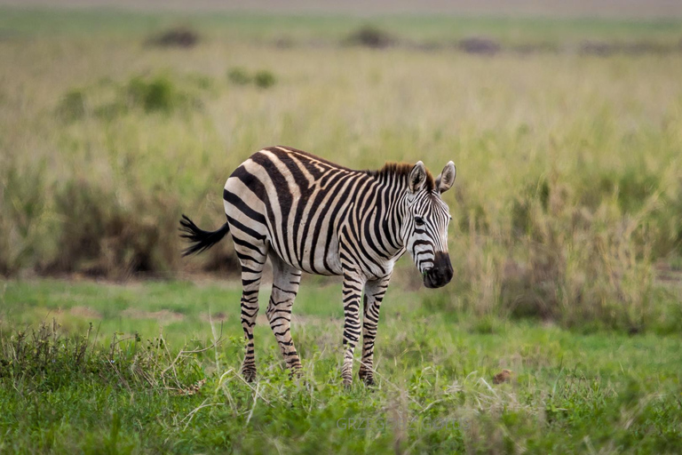 2-Day Tsavo East Safari with Meals and Hotel, Open roof jeep