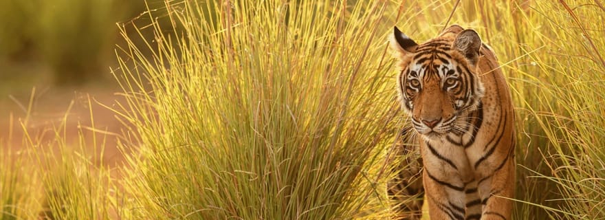 Nagpur : Safari officiel dans le parc national de Pench avec transferts