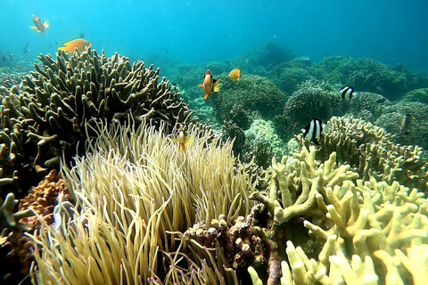 Cebu: Valhajsskådning, Kawasan Falls och snorkling