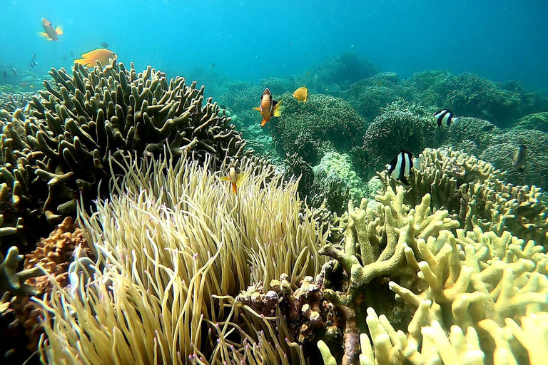 Moalboal: Avventura sul giro dell&#039;isola di Pescador con la corsa delle sardine