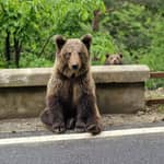 Bucarest: gita di 1 giorno sulla strada di Top Gear e tra gli orsi bruni selvatici