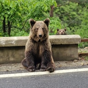 Bucharest: Top Gear Road and Wild Brown Bears Day Day Trip
