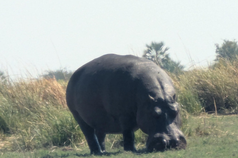 From Livingstone: Chobe game drive and river cruise day trip
