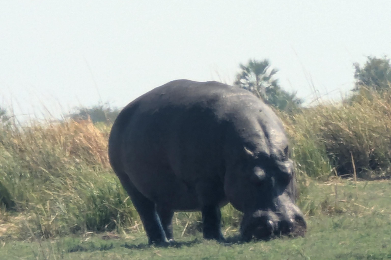 From Livingstone: Chobe game drive and river cruise day trip