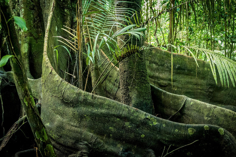 Från Iquitos: Pacaya Samiria - 3-dagars tur i Amazonas djungel