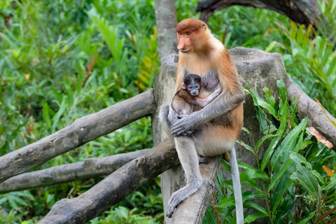 Semporna: Mangrove Cruise, Fireflies, Dinner & Transfer