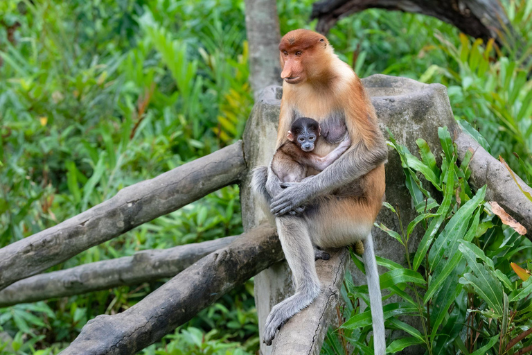 Semporna: Mangrove Cruise, Fireflies, Dinner & Transfer