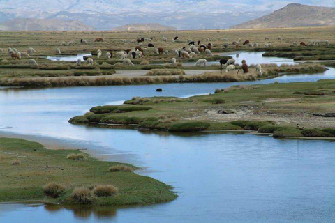 Arequipa: Salinas Lagoon Tour