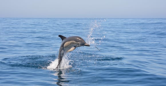 Sesimbra: Dolphin and Whales Watching with Biologist Guide