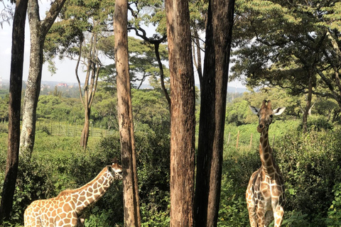 Meio dia Elefantes bebés, centro de girafas e fábrica de missangasMeio dia com bebês elefantes, centro de girafas e fábrica de miçangas