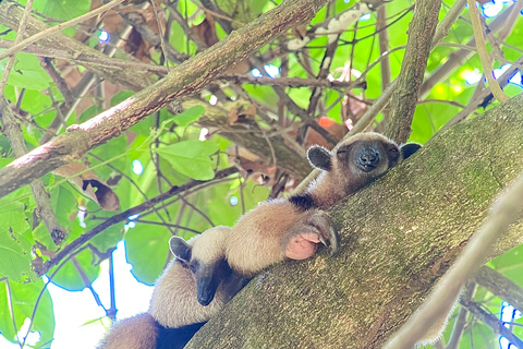 Parc national de Corcovado : Excursion d'une journée depuis Puerto Jimenez !