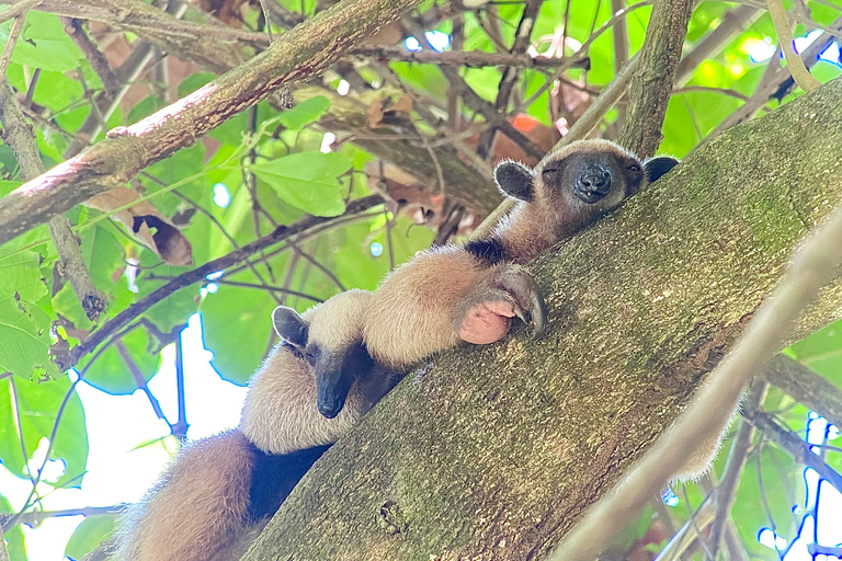 Corcovado nationalpark: Endagsutflykt från Puerto Jimenez!