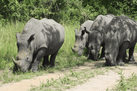 5-Day Murchison Falls Safari with Ziwa Rhinos