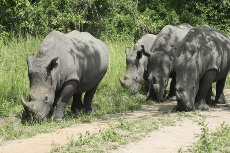 5-Day Murchison Falls Safari with Ziwa Rhinos