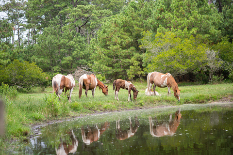 Nashville: Advanced Horseback Adventure With Picnic Stop 4-Hour Advanced Horseback Adventure With Picnic Stop