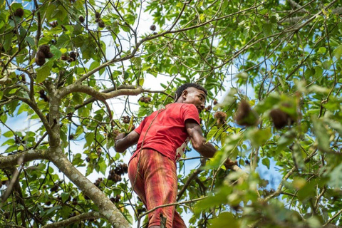 Zanzibar: Spice Farm and Jozani Forest Tour with Lunch