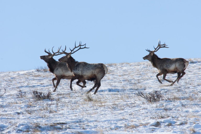 Tour di un giorno al parco nazionale di Hustai