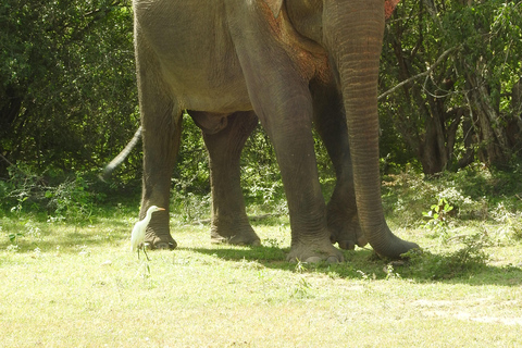 From Ella: Yala Safari & Drop-off Mrissa, waligama, Galle, Yala Elephants and Leopard safari Full day