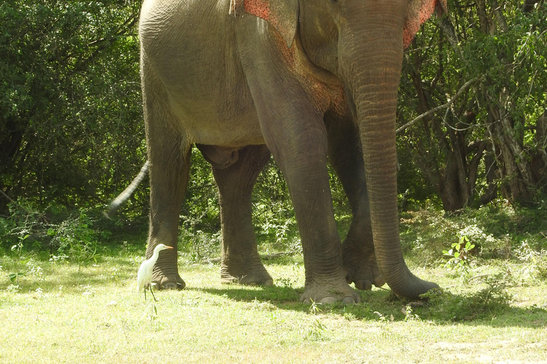 From Ella: Yala Safari & Drop-off Mrissa, waligama, Galle, Yala Elephants and Leopard safari Full day