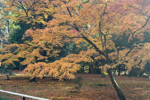 Kyoto Private Customizable Tour With Guide & Luxury vehicle