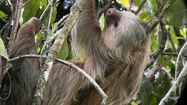La Fortuna: Arenal Sloth and Monkey Guided Tour