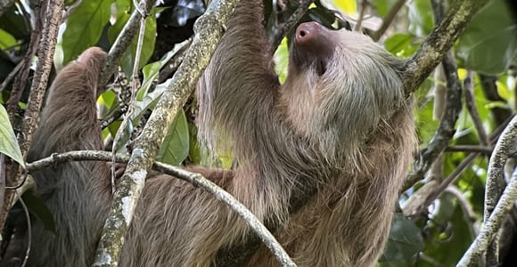 La Fortuna: Arenal Sloth and Monkey Guided Tour