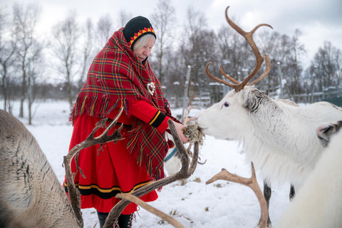 Svolvær: Sami-cultuur en rendierbelevenis