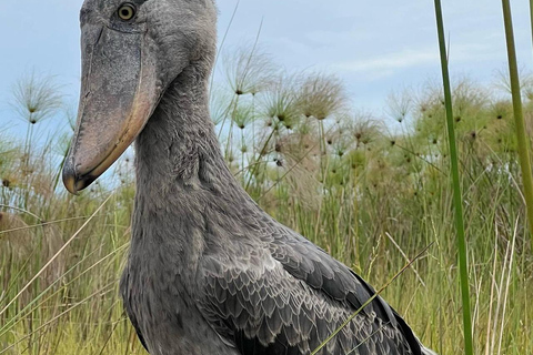 Entebbe: tour in barca alla ricerca del becco a scarpa nella palude di Mabamba