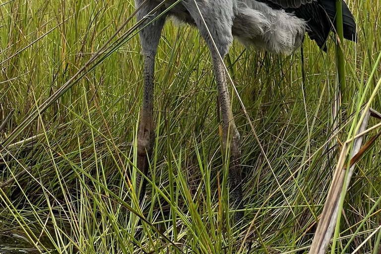 Entebbe: tour in barca alla ricerca del becco a scarpa nella palude di Mabamba