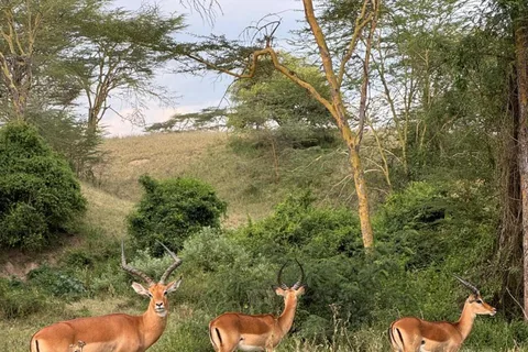 Nairobi: 5-Day Masai Mara, Nakuru and Naivasha Safari