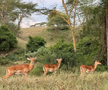 Nairobi: Safari de 5 días a Masai Mara, Nakuru y Naivasha