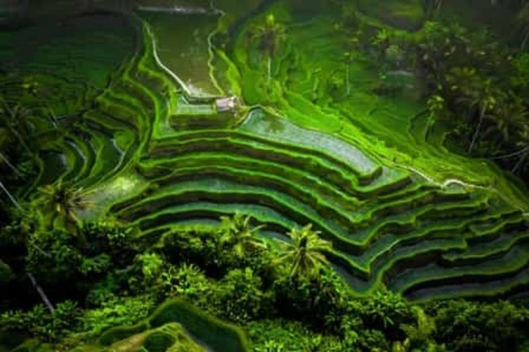 Ubud: Monkey Forest, Pura, Rice Terraces, Hidden Waterfall Ubud : Private Tour With Ticket