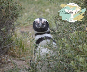 Puerto Madryn: Punta Tombo Shore Excursion for Cruise Guests