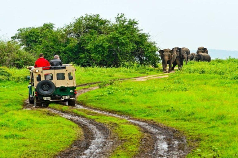 Sigiriya: Minneriya National Park Private Jeep Safari Tour Dambulla: Minneriya National Park Private Jeep Safari Tour