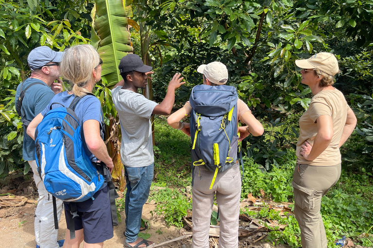Arusha: Kaffeefarm-Tour mit Verkostung der lokalen Küche