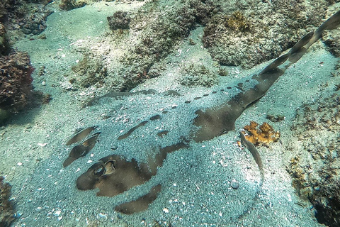 San Jose del Cabo Snorkeling Tour