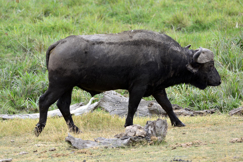 Nairobi: Tour di un giorno al Parco Nazionale Amboseli e al villaggio Maasai