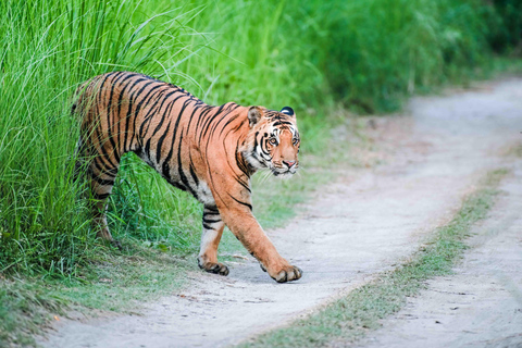 Chitwan: Jungle Safari with Wildlife & Cultural tour 3-Days