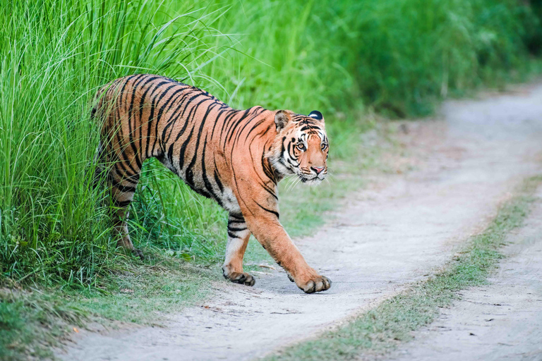 Chitwan: Jungle Safari with Wildlife & Cultural tour 3-Days