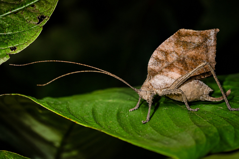 Night Walk La Fortuna: Private Rainforest Guided Wildlife
