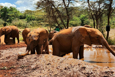 Excursión de un día al Orfanato de Elefantes, Jirafas y Bomas de Kenia