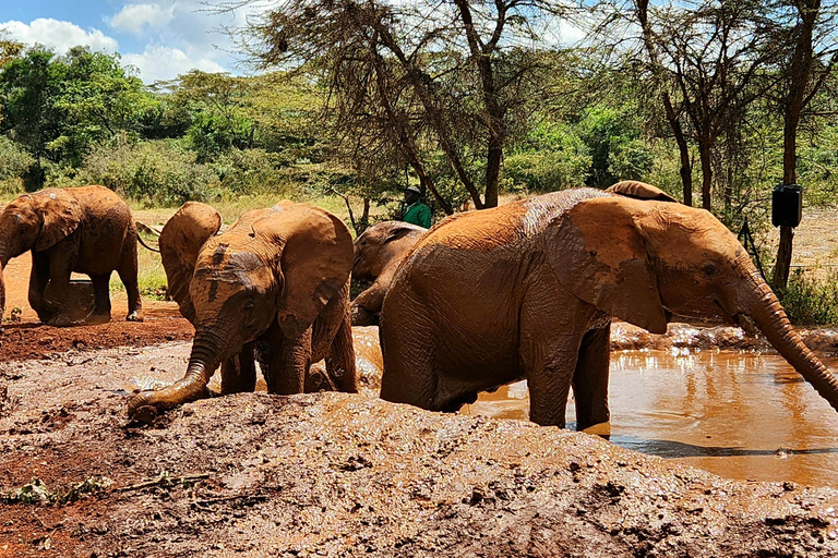 Excursión de un día al Orfanato de Elefantes, Jirafas y Bomas de Kenia