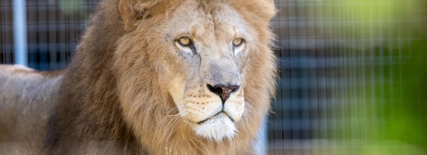 Zoo al Maglio : billet 1 jour pour la jungle tessinoise