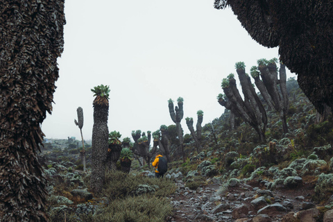 10 dagen Kilimanjaro beklimming noordelijke circuit route