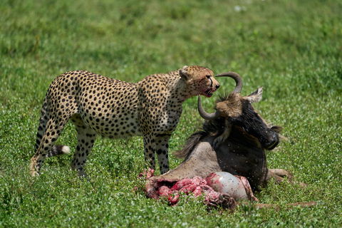 6 days Tanzania Safari tour