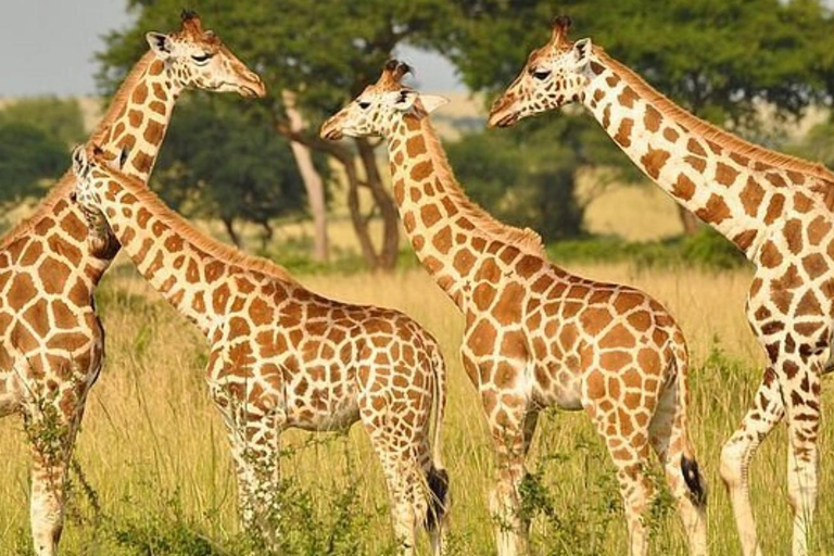From Durban: Hluhluwe Game Reserve Full-Day Safari