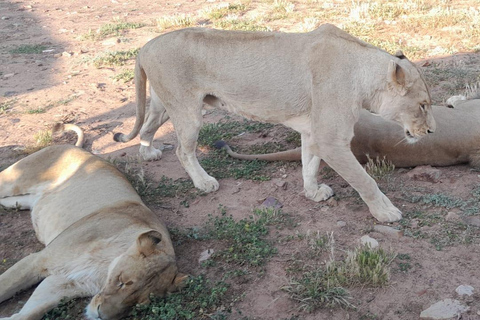 Aquila Game Reserve Sunset Safari mit privatem Transport