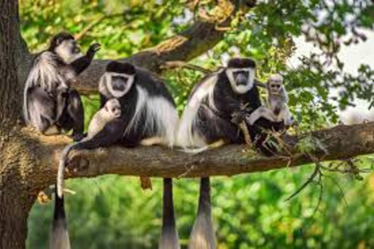 Zanzibar: escursione di un giorno nella foresta di Jozani e nella baia delle mangrovie con pranzo